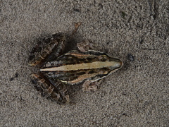 Ptychadena mossambica