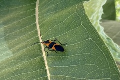 Oncopeltus fasciatus