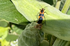 Oncopeltus fasciatus