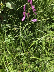 Sidalcea neomexicana