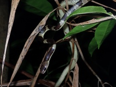 Lycodon multifasciatus