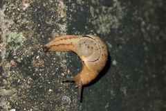 Megaustenia imperator