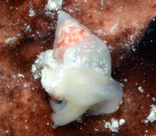 Stilifer observed 2013-07-15