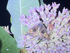 Euplexia