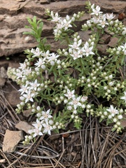 Sedum cockerellii