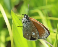 Coenonympha glycerion