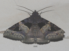 Avatha bubo