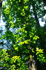Toxicodendron orientale
