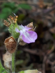 Teucrium botrys