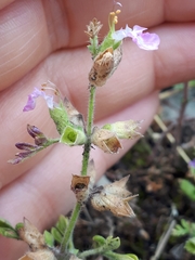 Teucrium botrys