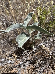 Asclepias eriocarpa
