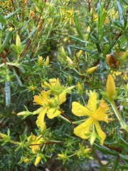 Hypericum brachyphyllum