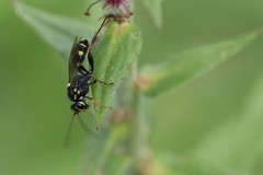 Listrodromus nycthemerus