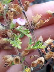 Teucrium botrys
