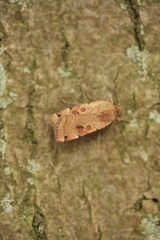 Noctua orbona
