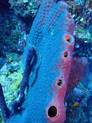 Smenospongia conulosa