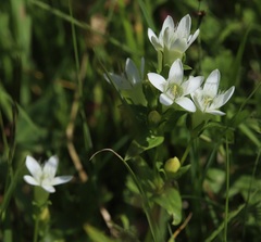 Gentianella germanica