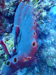 Smenospongia conulosa