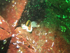 Protula pacifica