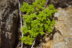 Sedum formosanum