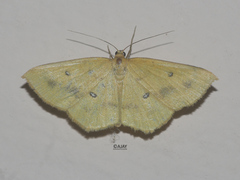 Anisephyra