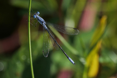 Lestes forcipatus