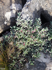 Oscularia caulescens