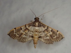 Salbia cassidalis