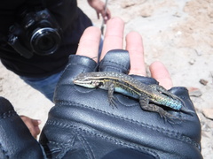 Sceloporus megalepidurus