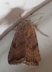 Micrathetis