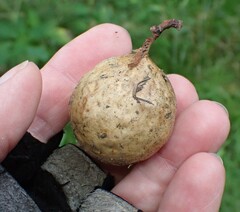 Amphibolips quercusinanis