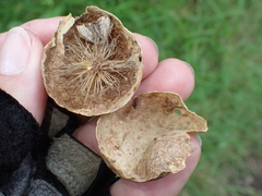 Amphibolips quercusinanis