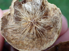 Amphibolips quercusinanis