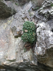 Oldenburgia intermedia