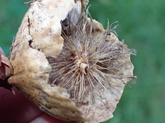 Amphibolips quercusinanis