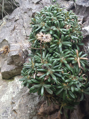 Oldenburgia intermedia