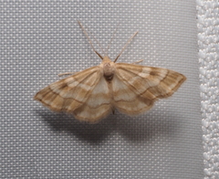 Idaea circuitaria