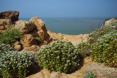 Lysimachia mauritiana