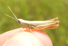 Euchorthippus pulvinatus