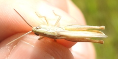 Euchorthippus pulvinatus