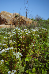 Lysimachia mauritiana