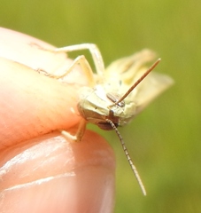 Euchorthippus pulvinatus