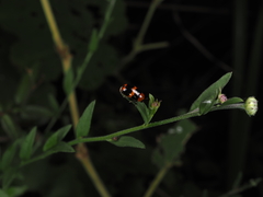 Physosmaragdina nigrifrons