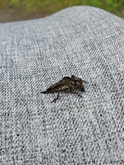 Machimus notatus