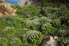 Lysimachia mauritiana