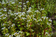 Lysimachia mauritiana