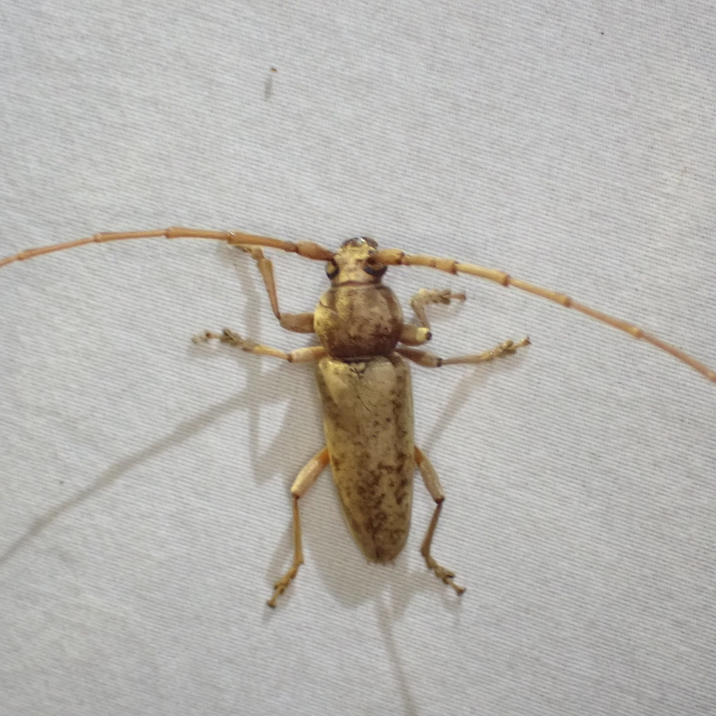 Red Oak Borer from Midway, AL, US on July 26, 2022 at 11:54 PM by John ...