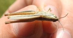 Euchorthippus pulvinatus
