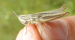 Euchorthippus pulvinatus