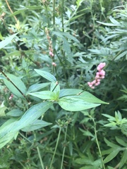 Persicaria longiseta
